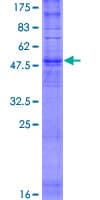 Human OR5C1 Protein (Recombinant GST)