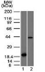 Monoclonal Mouse anti-Human AURKB / Aurora-B Antibody (clone AURKB/1521, Azide-free,BSA-free, IF, WB)