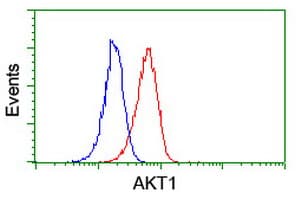 AKT1 Antibody (clone OTI4E10)
