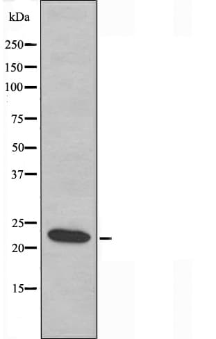 MRPL21 Antibody