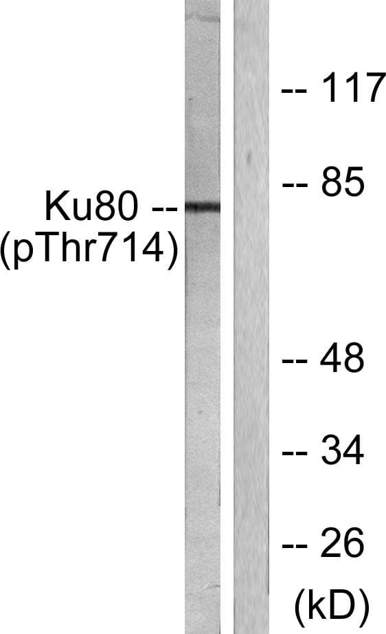 XRCC5 / Ku80 Antibody (phospho-Thr714)