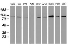 IHC-plus™ DPP9 Antibody (clone 1G9)