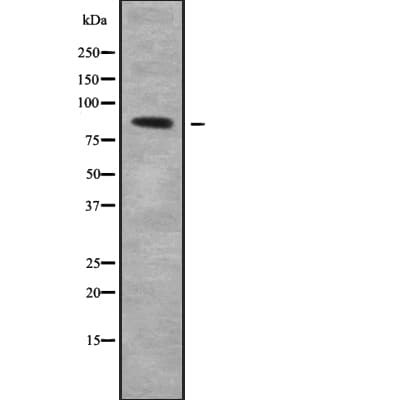COLEC12 Antibody