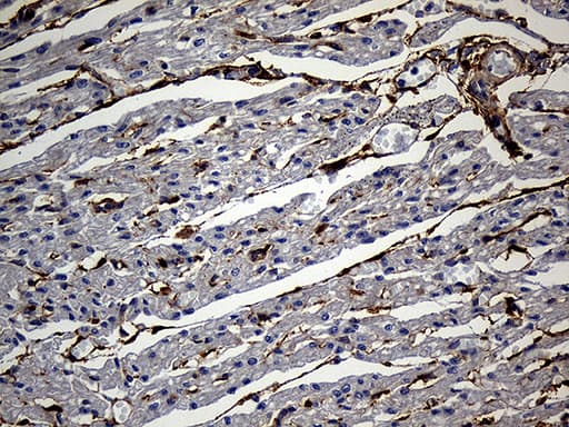 Gravin / AKAP12 Antibody (aa266-557, clone OTI1B6)