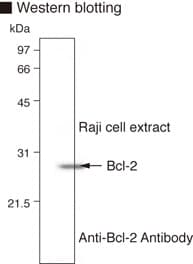 Monoclonal Mouse anti-Rat BCL2 / Bcl-2 Antibody (clone 83-8B, WB)