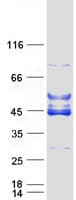 Human C6orf81 Protein (Recombinant Myc-DDK (Flag))