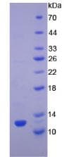 Rat TGFA / TGF Alpha Protein (Recombinant His-S)