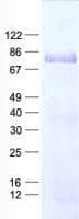 Human PDE1C Protein (Recombinant His, N-Terminal)