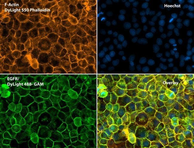 Goat Anti-Mouse IgG Secondary Antibody (DY488)