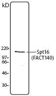 IHC-plus™ Monoclonal Mouse anti-Human SUPT16H / FACTP140 Antibody (clone 8D2, IHC, WB)