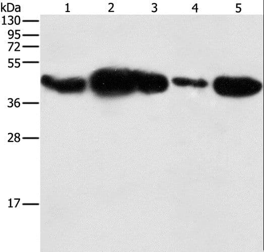 PGK2 Antibody