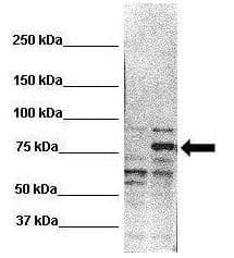 Polyclonal Rabbit anti-Human RHOT2 Antibody (aa41-90, WB)
