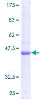 Human COX4I2 Protein (Recombinant GST)