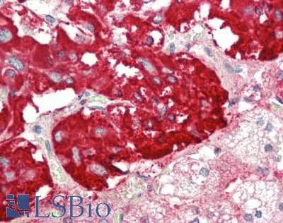 IHC-plus™ DBH/Dopamine Beta Hydroxylase Antibody (Internal)
