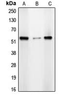 CDYL2 Antibody (N-Terminus)