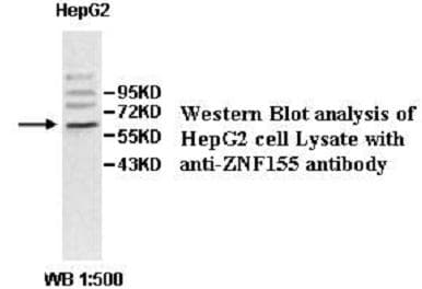 ZNF155 Antibody (aa48-337)