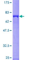 Human GRB4 / NCK2 Protein (Recombinant GST)