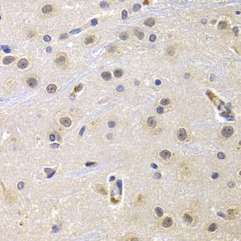 CCNG1 / Cyclin G1 Antibody