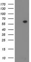 Monoclonal Mouse anti-Human DTNA / Dystrobrevin Alpha Antibody (clone OTI1G1, IF, WB)