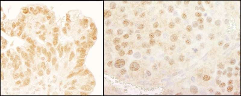 POU2F1 / OCT1 Antibody (aa250-300)