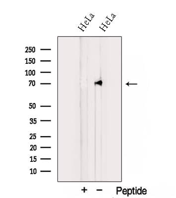 TNIP1 Antibody