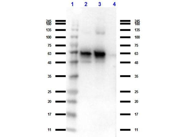 IHC-plus™ GDF15 Antibody (C-Terminus, clone 6D12.H10.E4)