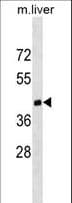 Polyclonal Rabbit anti-Human DNMT3L Antibody (aa389-421, WB)