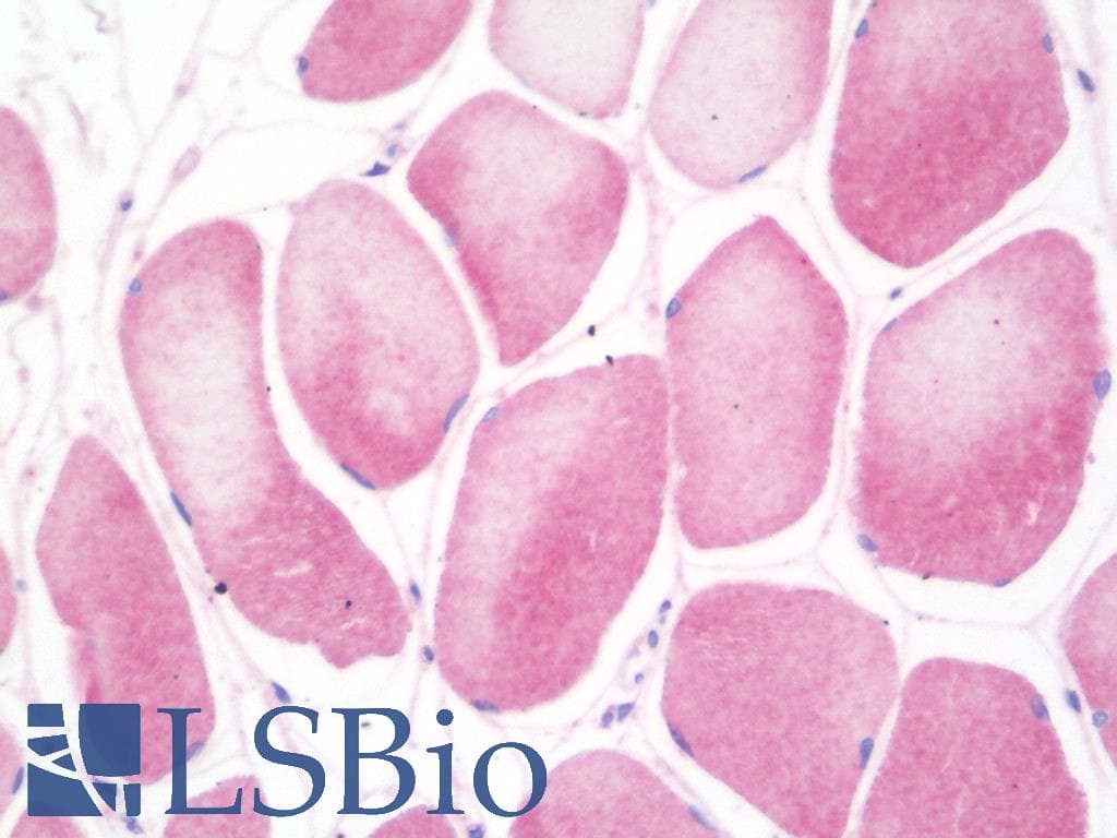 IHC-plus™ ENHO / Adropin Antibody