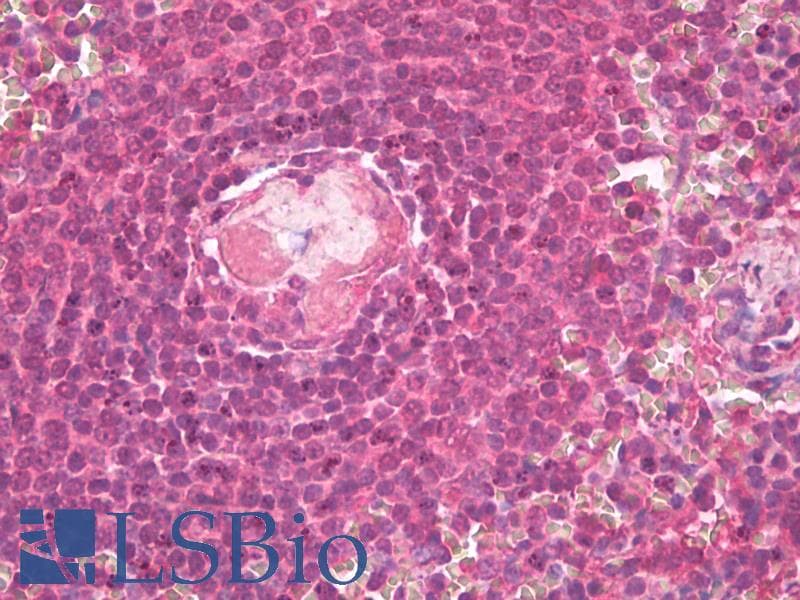 IHC-plus™ BAFF / TNFSF13B Antibody