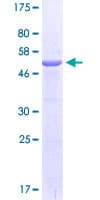 Human KCTD14 Protein (Recombinant GST)