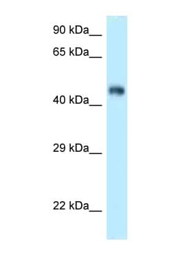 FBXL3 Antibody (aa239-288)