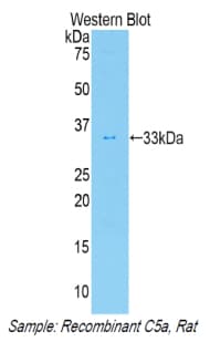 Complement C5a Antibody (aa12-64, Cy3)