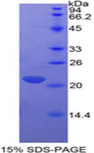 Dog IL17 Protein (Recombinant His-T7)