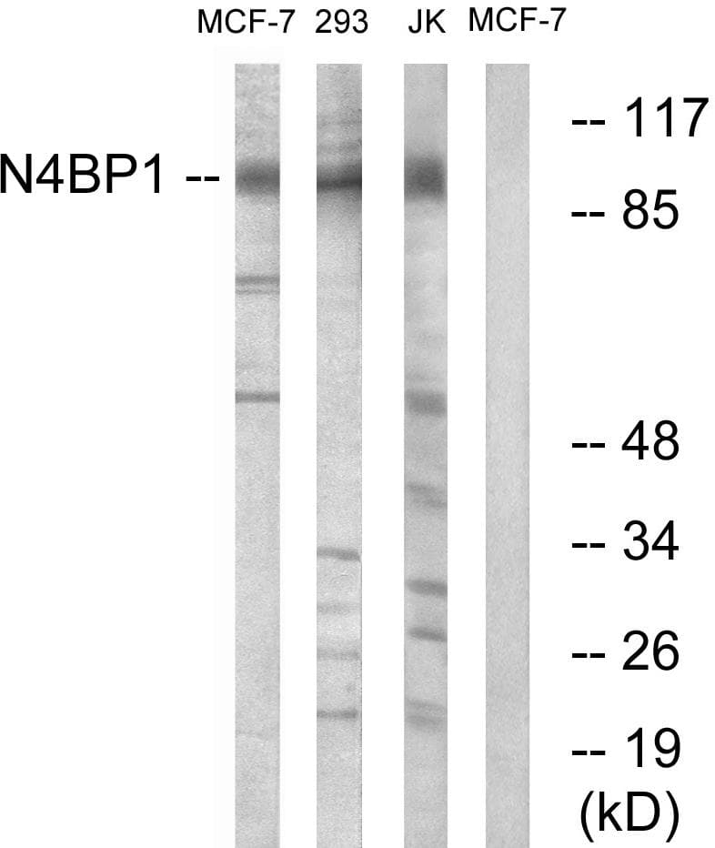 N4BP1 Antibody