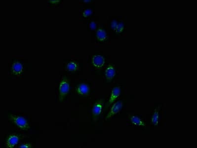 YIPF4 Antibody