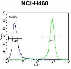 PREX1 / P-REX1 Antibody (aa1134-1163)