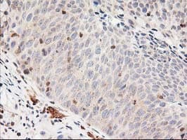 Monoclonal Mouse anti-Human LSM1 Antibody (clone OTI5C6, IHC, IF, WB)