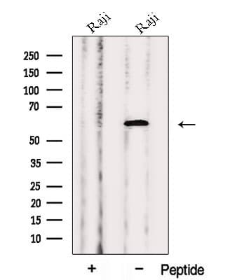 PRPF4 Antibody
