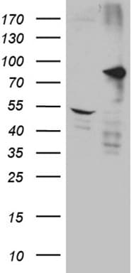 DCLK / DCLK1 Antibody (aa193-492, clone OTI1F8)
