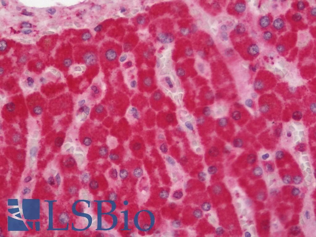 MAOB / Monoamine Oxidase B Antibody (Biotin)