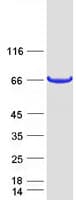Human C12orf26 Protein (Recombinant Myc-DDK (Flag))