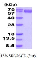 Human CRMP1 Protein (Recombinant His)