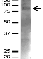 CHAT Antibody