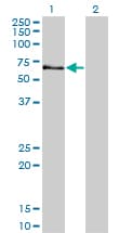 STK3 Antibody (clone 4F7)