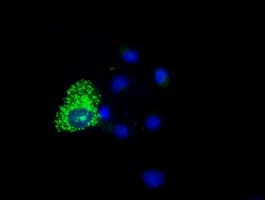 COX6A1 Antibody (clone OTI5B6)