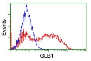 IHC-plus™ GLB1 / Beta-Galactosidase Antibody (clone 5H2)