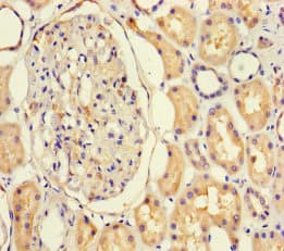 Polyclonal Rabbit anti-Human NF1A / NFIX Antibody
