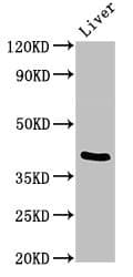 TRIM54 / MURF Antibody