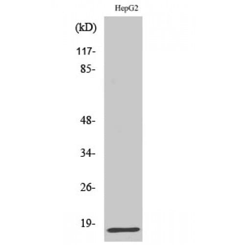 IFN Gamma / Interferon Gamma Antibody (Internal)
