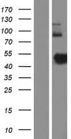 ZNHIT2 Protein (Over-Expression Lysate Myc-DDK (Flag))